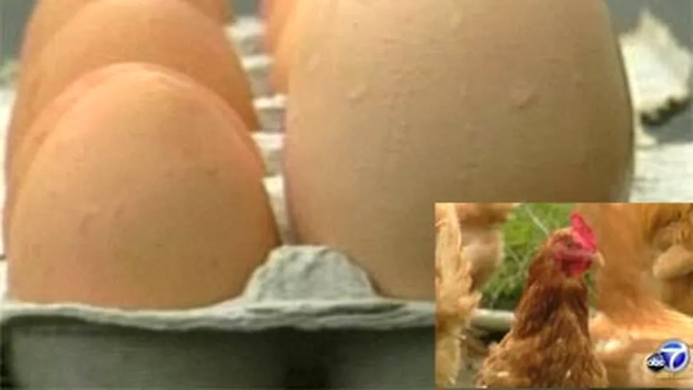 Cel mai mare ou de gaina din lume (Poze)