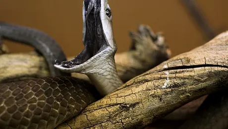6 dintre cei mai veninoși șerpi