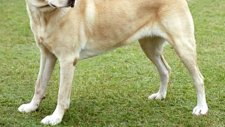 Legătura dintre câini și câmpul magnetic al Pământului