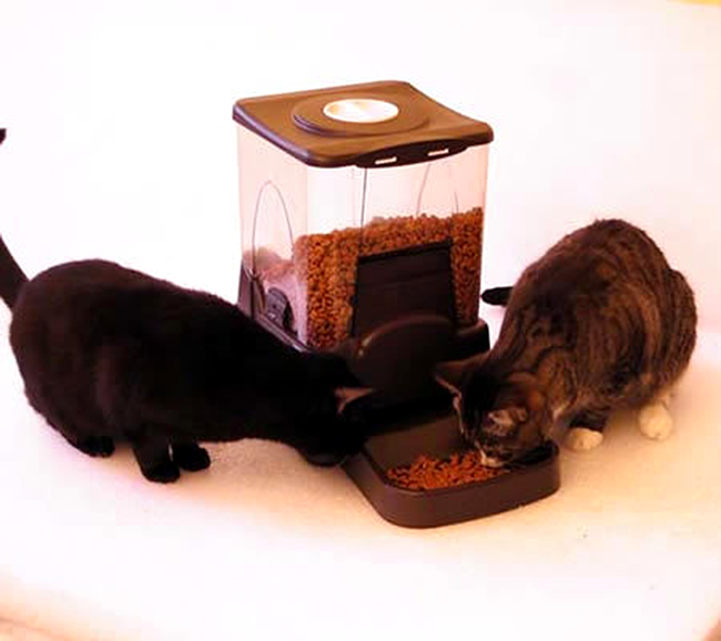 Hranitor automat pentru pisici