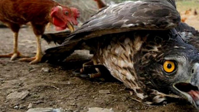 In China, gaina bate acvila! 