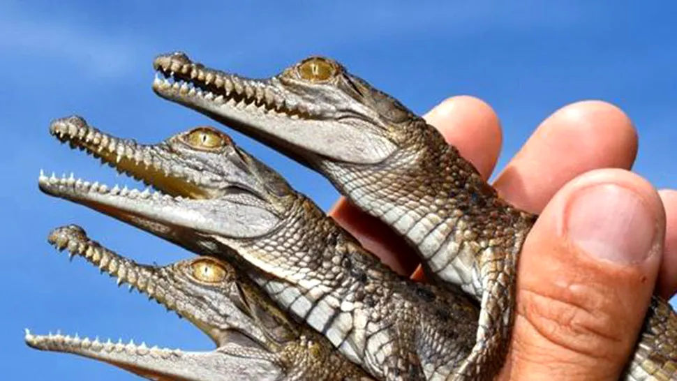 Glume de Australia: nouă pui de crocodil la inaugurarea piscinei