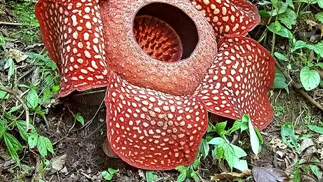 Cea mai mare floare din lume (Poze)