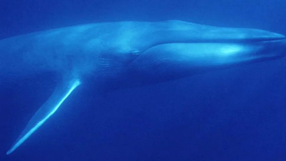 Unde se găsesc balenele albastre?