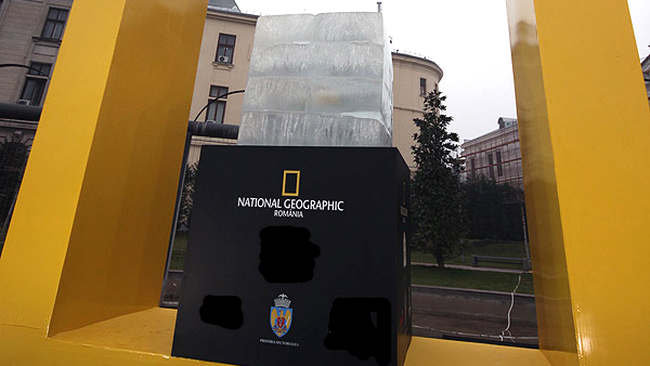 Cub de gheata in parcul Coltea