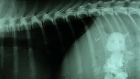 Un caine a inghitit cinci pisici.. de jucarie!