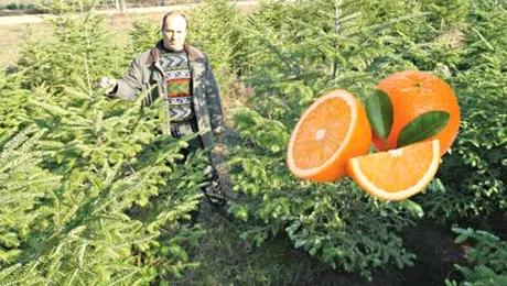 Bradul de Craciun cu miros de portocala