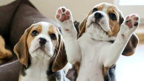 Câinii sunt cei mai buni prieteni ai omului, dar până şi ei trec prin momente mai…delicate – VIDEO