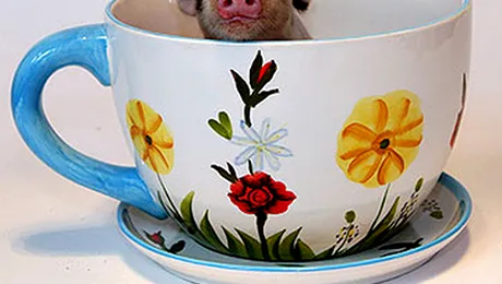 Micro-porcul ce a crescut mai mare decat un caine