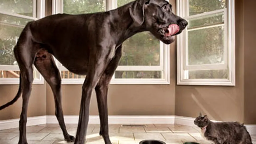 A murit Zeus, cel mai înalt câine din lume