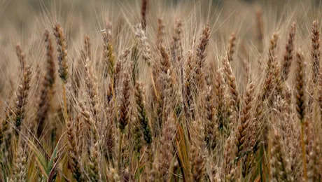 9 alimente de pe vremea lui Adam și Eva, pe care le consumăm și azi