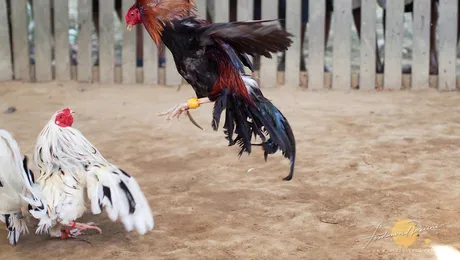 Operațiunea Angry Birds: americanii au eliberat 3.000 de cocoși de luptă