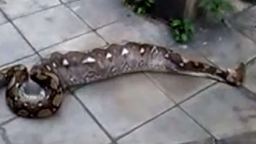 Reacția incredibilă a unui șarpe care a mâncat excesiv (Video)