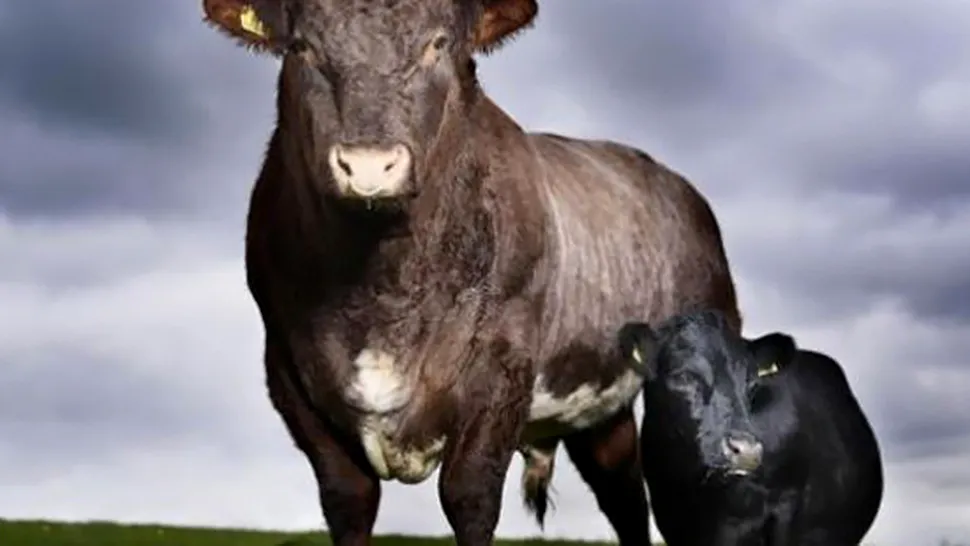 Cea mai mica vaca din lume traieste in Marea Britanie