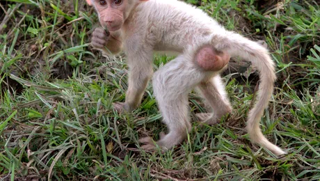 DNA-ul s-a pus pe treabă