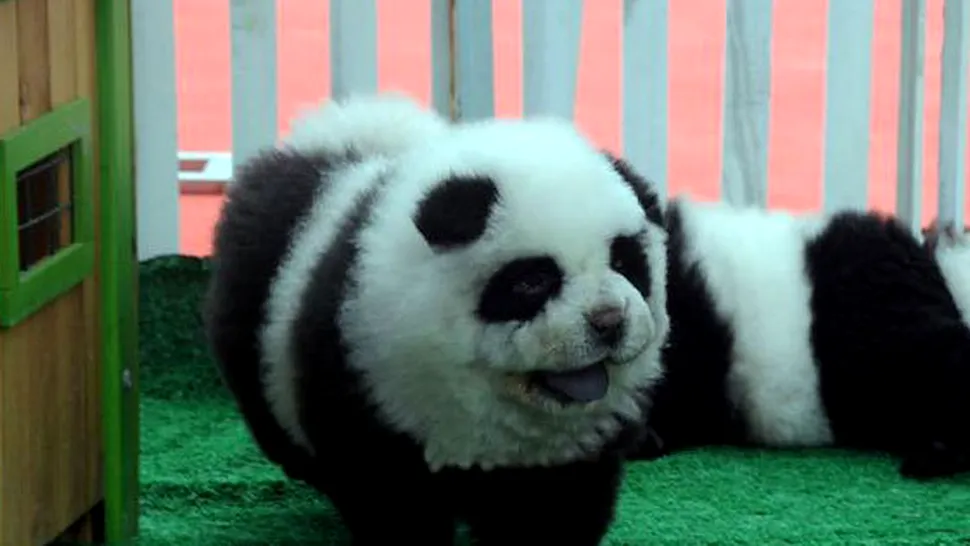 Câinii panda, noua atracție a chinezilor