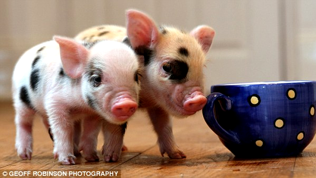 Miniporcii, mari cat o ceasca de cafea