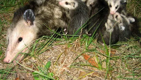 Își cară oposumii puii?