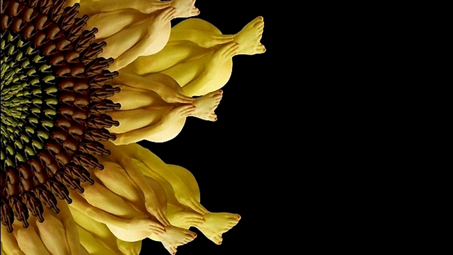 floarea soarelui umana