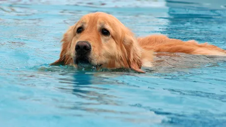 „EROUL” ZILEI: Un câine își salvează puiul de la înec (Video)