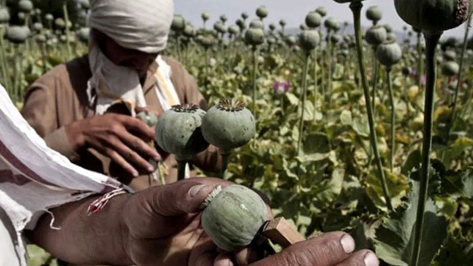 ONU avertizează că producția mondială de opiu a crescut dramatic