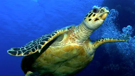 Cum respiră țestoasele sub apă?