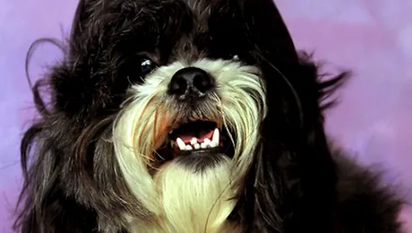 O mușcătură de câine = trei membre amputate!