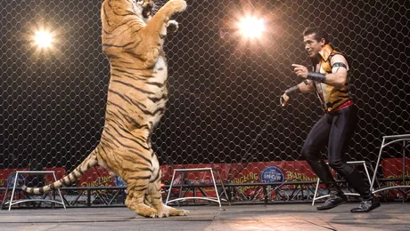 Dresor ucis de tigru, la un circ din Mexic (Video)