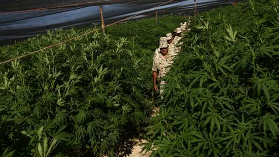 Cea mai mare plantatie de marijuana are 120 de hectare (Video)