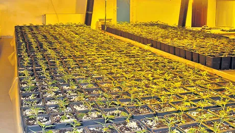 Cultura de canabis in Bacau, in locuinta unui traficant de droguri