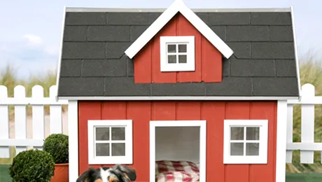 Asta da viata de caine! (Poze)