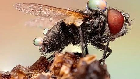 Galerie foto spectaculoasă cu insecte văzute de aproape