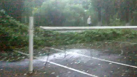 Copac cazut langa fileu, pe terenul unde niste braileni jucau fotbal-tenis (Video)