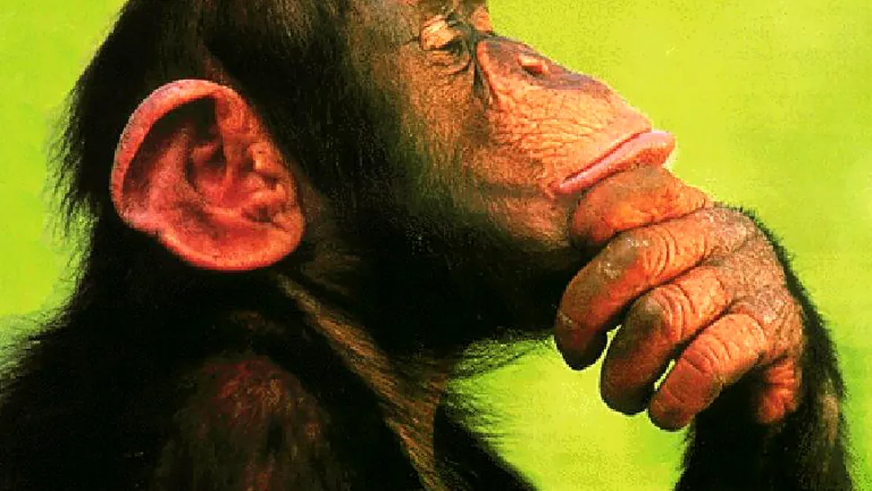 Jimmy, cimpanzeul-pictor, este atractia unei gradini zoologice din Rio