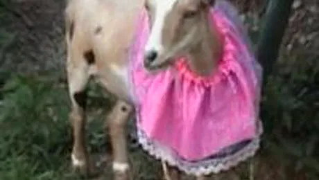 Un barbat a fost obligat sa se insoare cu o capra