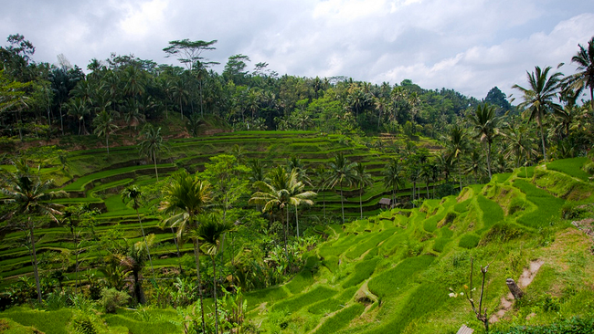 Tegalalang Rice Terrace, Bali