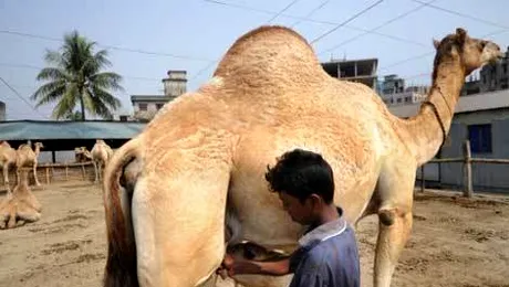 Inghetata din lapte de camila!