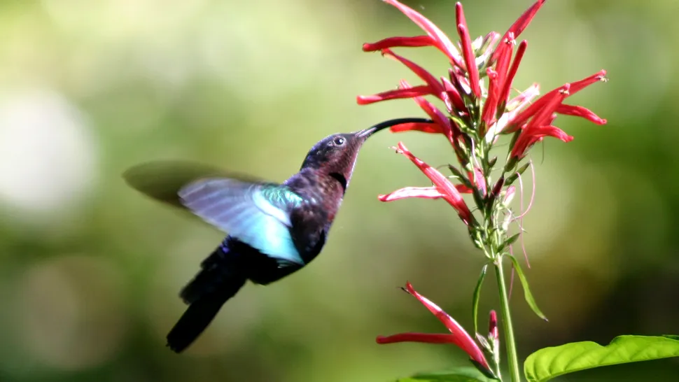 Poate o pasăre colibri să stea nemișcată în aer?