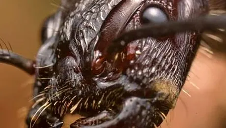 Furnica Glont are cea mai dureroasa intepatura din lume (Video)