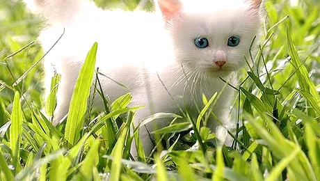 Alba ca Zapada este cea mai frumoasa… pisica! (Poze)