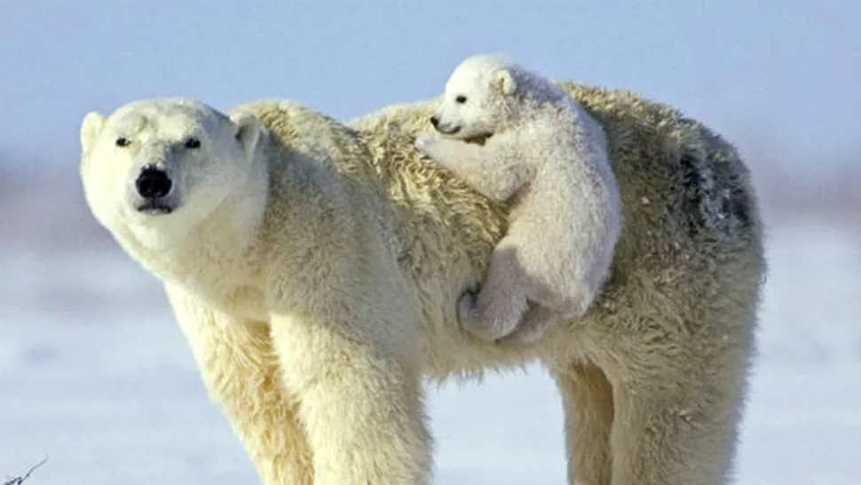 Hibernează urșii polari?