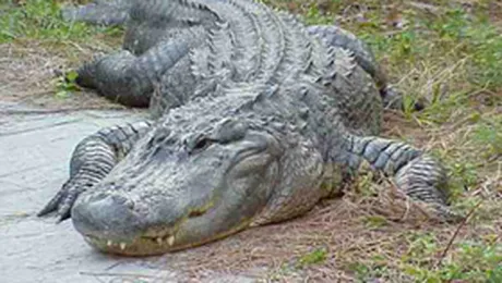 Aligatorii inoata deplasandu-si plamanii