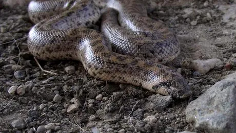 Pot șerpii să audă?