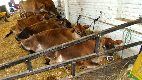 Femă de vaci avariată de… flatulențele „locatarelor”