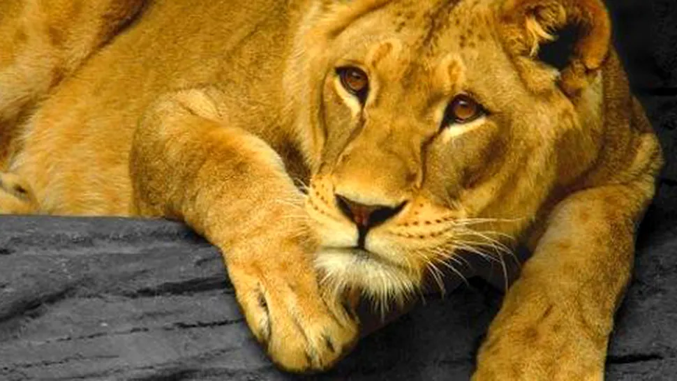 Adolescentă mușcată de leoaică, la Grădina Zoologică din Rădăuți