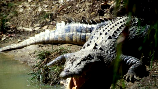 crocodil