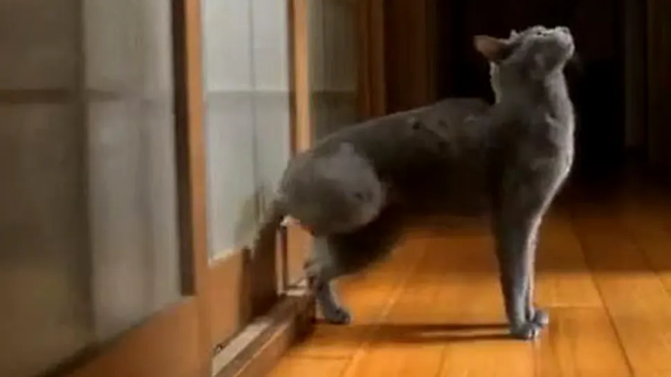 Cum bate o pisică la ușă  (Video)