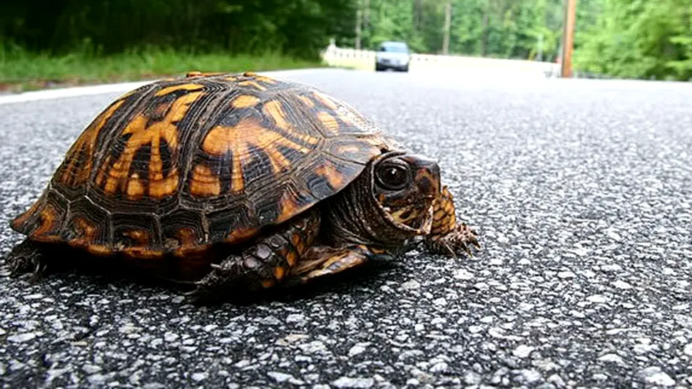 Un șofer a evitat o țestoasă, dar a provocat un accident