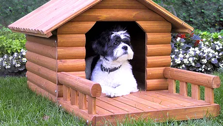 Afla care este culmea luxului canin