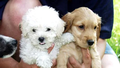 Senatul a adoptat in unanimitate o lege de protectie a animalelor